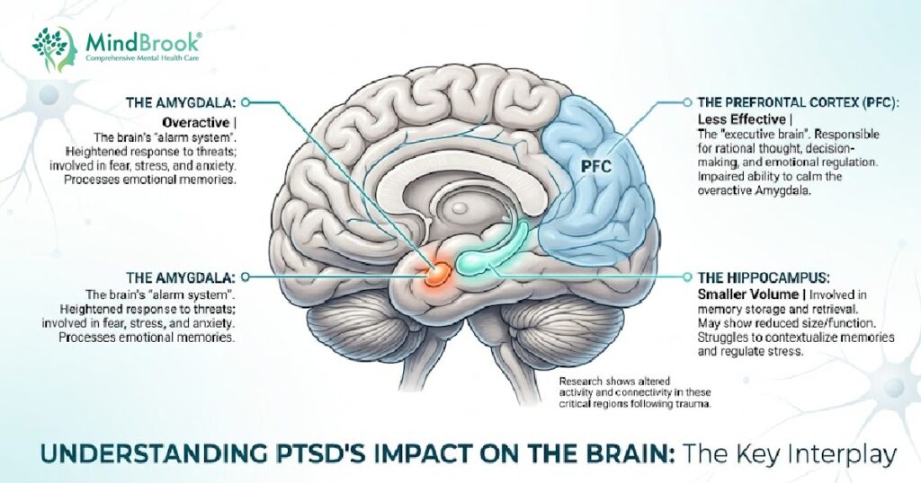 Educational infographic showing how PTSD affects the brain and nervous system